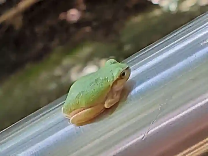 駒宇佐八幡神社の動物