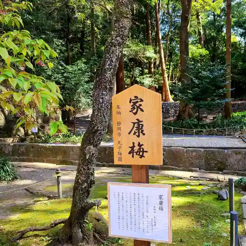 久能山東照宮の自然