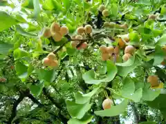 稲田禅房西念寺（稲田御坊）の自然