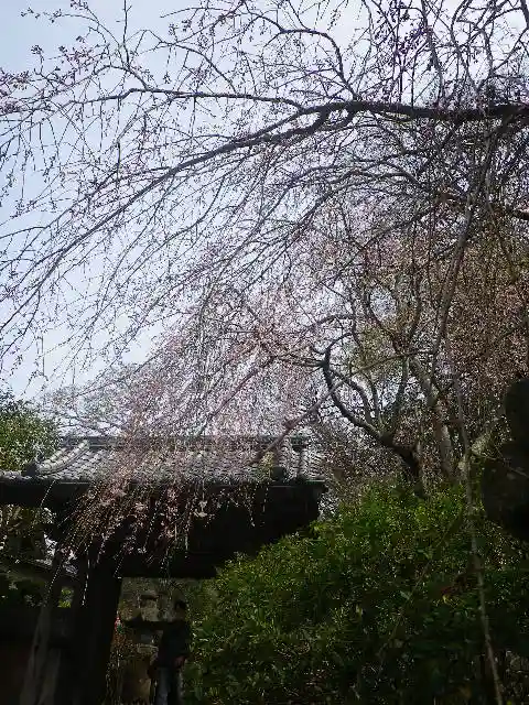 安國論寺(安国論寺)の自然