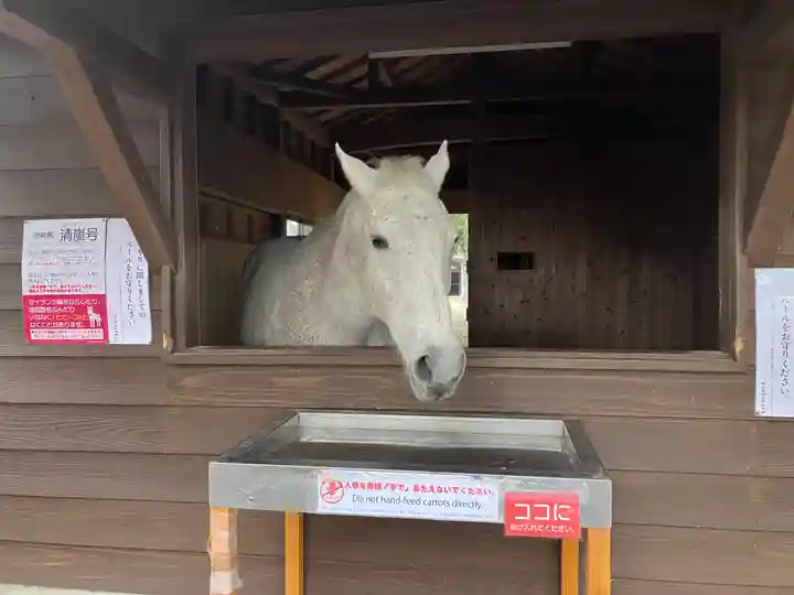 鹿児島神宮(鹿児島県)