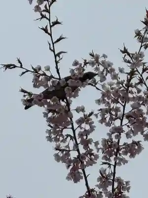 豊国神社の動物