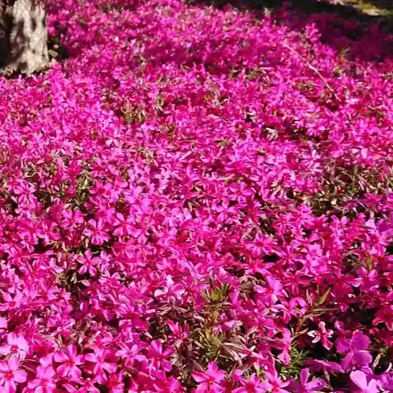 寿量山 速成寺の自然