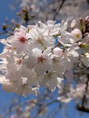 淡島社(神奈川県)