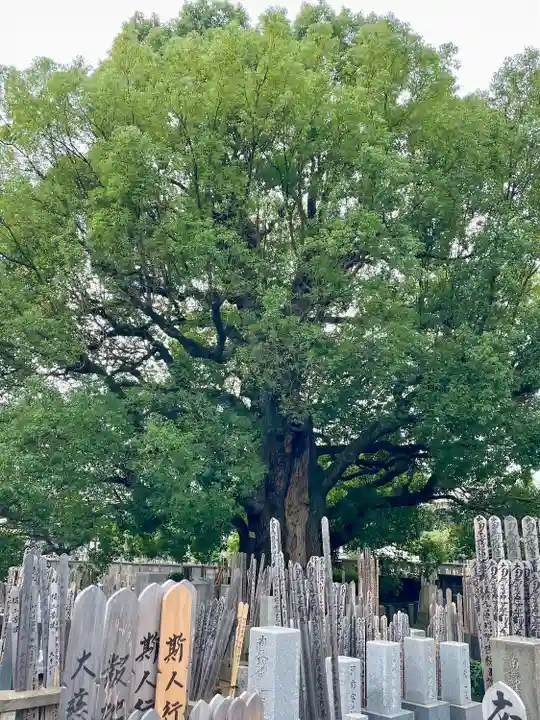妙雲寺(東京都)