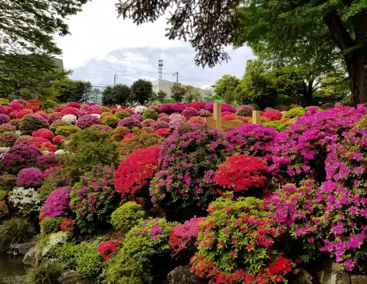 根津神社の自然