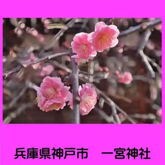 一宮神社の自然