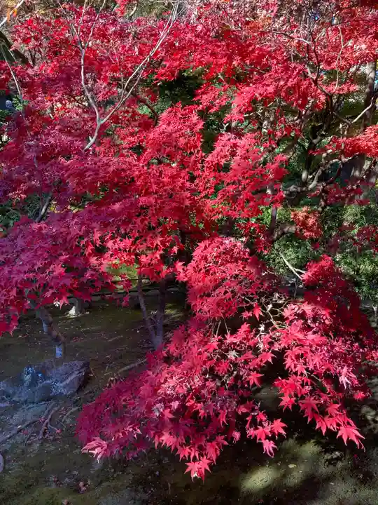 長壽寺(長寿寺)の自然