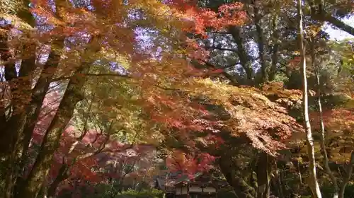 賀茂別雷神社（上賀茂神社）の自然