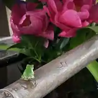 高司神社〜むすびの神の鎮まる社〜の動物