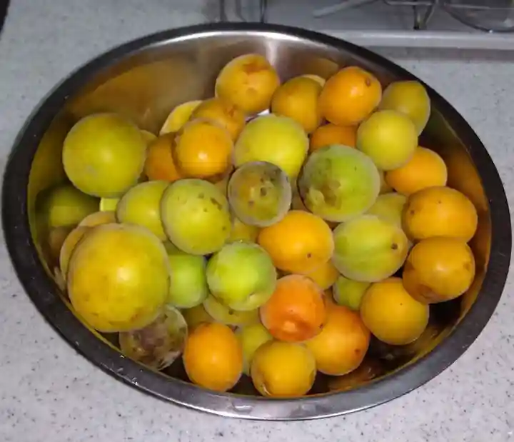 福泉寺(静岡県)