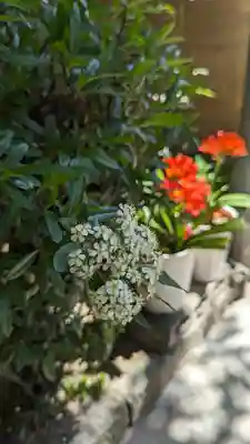 墨染寺（桜寺）(京都府)