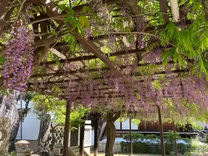 葛井寺(大阪府)