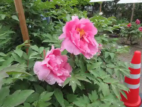 國分寺(高知県)