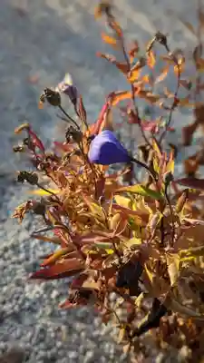 大光明寺(京都府)