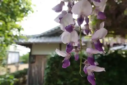 鎌八幡宮の自然