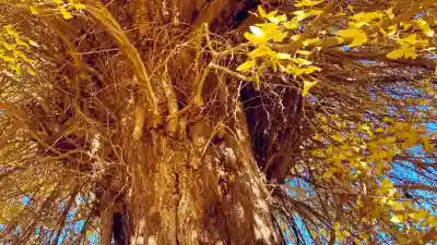 別雷皇太神(茨城県)
