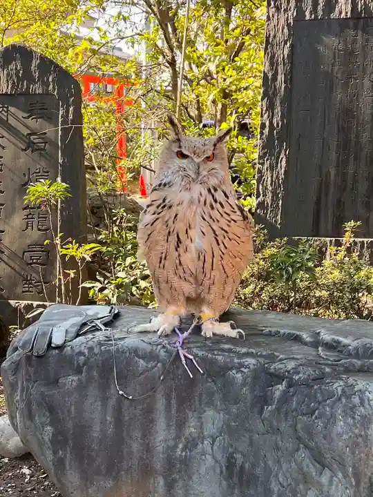 馬橋稲荷神社の動物