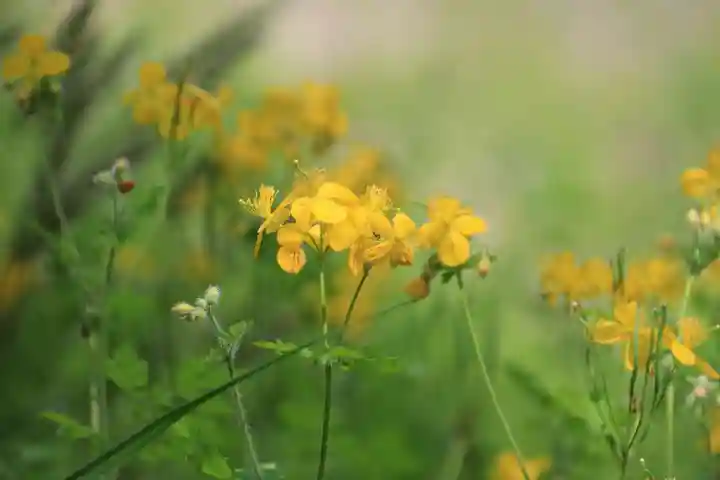 三春大神宮の庭園