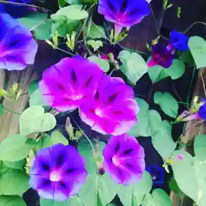 七重浜海津見神社の自然(2023年08月03日(木) 09時16分42秒投稿)