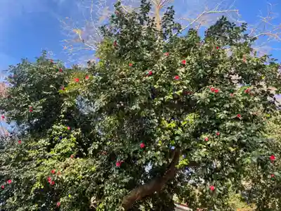 御嶽神社  （上矢部）の自然