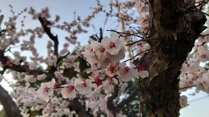 朝日氷川神社の自然