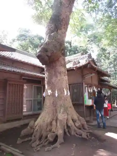 氷川女體神社の自然