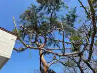 彌彦神社 (伊夜日子神社)の自然