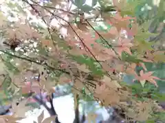 稗田野神社(薭田野神社)の自然