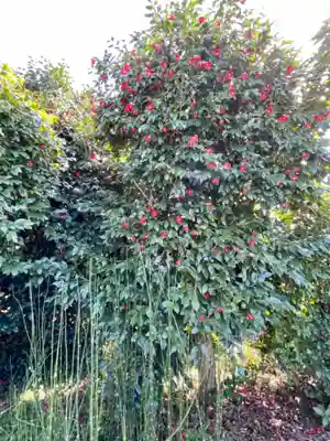 南明禪院(南明院)の自然