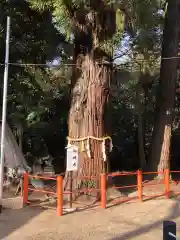 息栖神社の自然