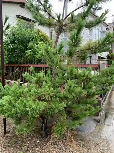 島頭天満宮の自然