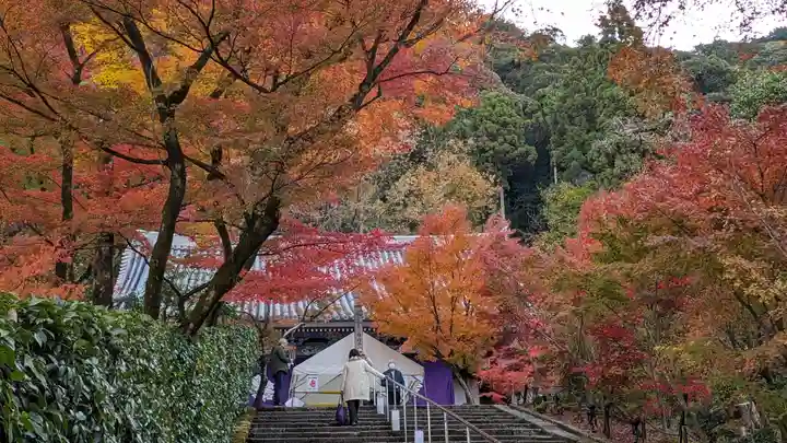 禅林寺(永観堂)の自然