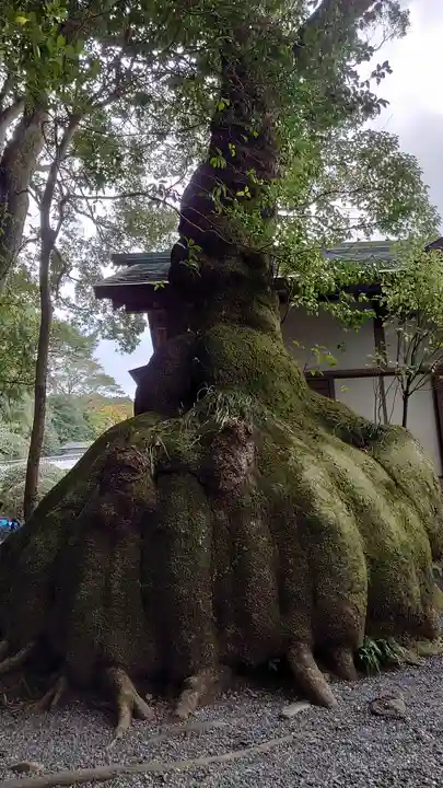 伊雜宮(皇大神宮別宮)の自然