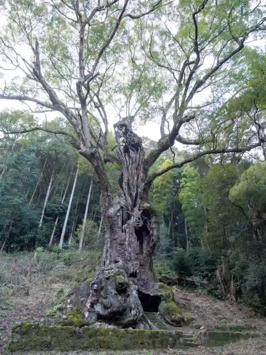 武雄神社の{uncategorized: "未分類", other: "その他", undefined: "問題あり", building: "その他建物", grave: "お墓", sacred_gate: "鳥居", guardian: "狛犬", statue: "像", buddha: "仏像", history: "歴史", nature: "自然", garden: "庭園", animal: "動物", pagoda: "塔", temizu: "手水舎", mountain_gate: "山門・神門", sanctuary: "本殿・本堂", subordinate: "末社・摂社", art: "芸術", scenery: "景色", jizo: "地蔵", ema: "絵馬", goshuin: "御朱印", omikuji: "おみくじ", items: "授与品その他", amulet: "お守り", goshuincho: "御朱印帳", eats: "食事", festival: "お祭り", votive_dance: "神楽", shichigosan: "七五三参", wedding: "結婚式", experience: "体験その他", initially: "初詣", around: "周辺", anti_infection: "感染症対策"}