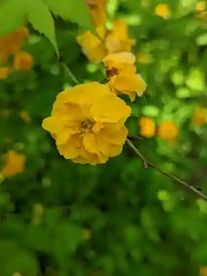 松尾大社(京都府)