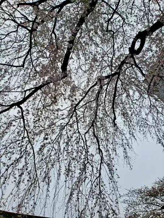 常圓寺(東京都)