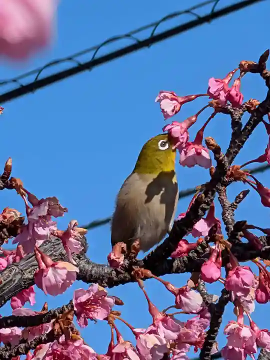 富岡八幡宮(東京都)