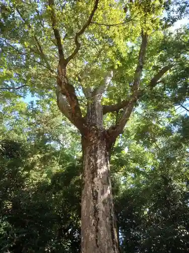 宇治上神社(京都府)