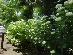 長谷寺(神奈川県)