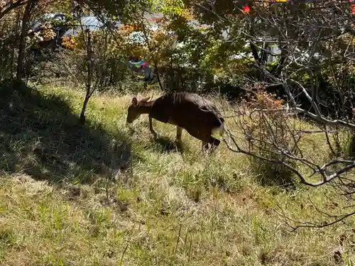 三峯神社(埼玉県)