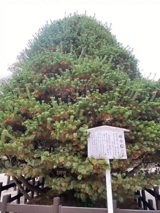 賀茂御祖神社(下鴨神社)(京都府)