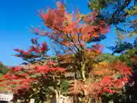 日蓮宗 総本山 塔頭 定林坊(じょうりんぼう)の自然