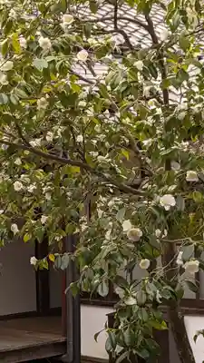 建仁寺（建仁禅寺）(京都府)