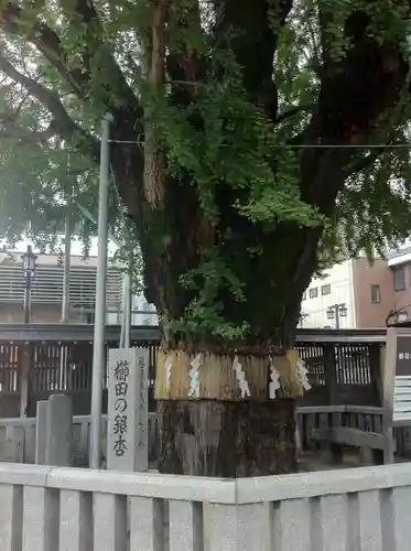 櫛田神社の自然