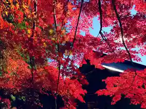 滑川神社 - 仕事と子どもの守り神の自然(2019年11月22日(金) 23時13分19秒投稿)