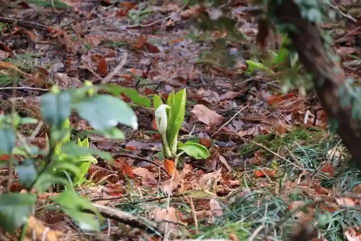 日枝神社の自然