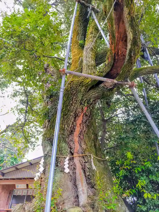 山口八幡社の自然