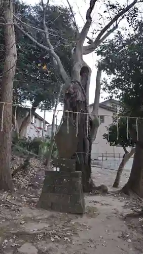 山野浅間神社の自然