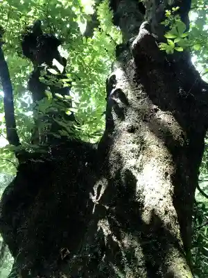 小原井神社の自然